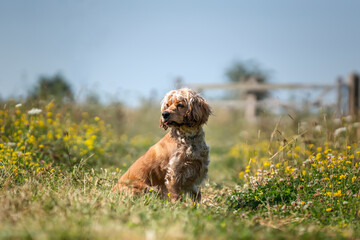 Working cocker spaniel in the summer in the wildflowers