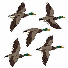 A vector artwork of a migrating flock of ducks in flight, ideal for digital and graphic design projects.