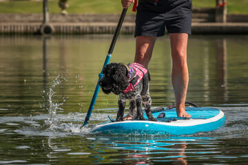 Working cocker spaniel on a paddleboard on the water