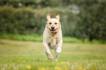 Yellow Labrador having fun at Ascot Heath in the summer on a run