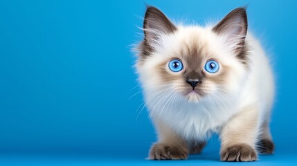Fluffy Siamese kitten with bright blue eyes walking confidently against a vibrant blue background.