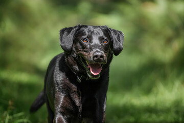 Black Labrador in Windsor forest Great Park