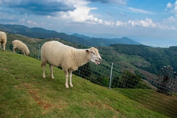 Fototapeta premium Vocal Sheep on a Scenic Mountain with Breathtaking Natural Views