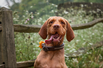 Wired hair Vizsla dog at Virginia Water looking funny