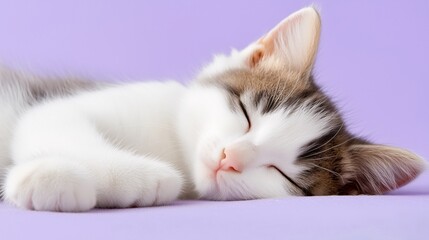Brown and white kitten sleeping on a lavender surface, symbolizing calmness and serenity.