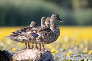 vier Stockenten stehen auf einem Baumstumpf in Reih und Glied