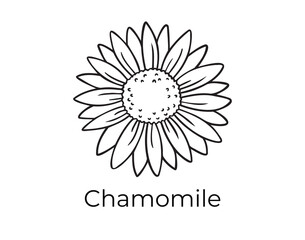 chamomile flower bud doodle hand drawn icon. Outline chamomile drawing organic natural cosmetic ingredient line clipart symbol 