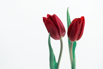 Piękne czerwone tulipany na białym tle, plik png, wiosenne tło. © Elżbieta Kaps