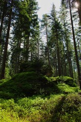 Fototapeta premium Rock formations in the Karkonosze mountains, Szklarska Poręba, sunny day with dry leaves underfoot.