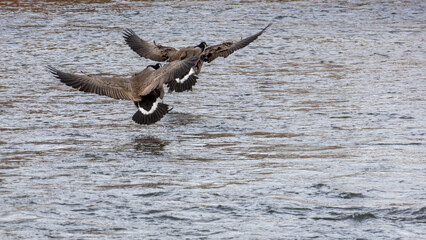 canada geese in flight over river