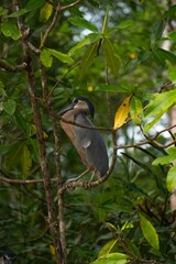Boat billed heron perched in a tree