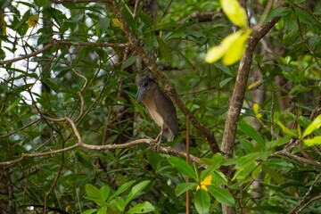 Boat billed heron perched in a tree