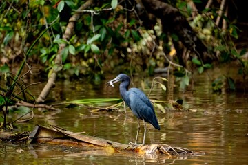 Blue Egret eating a small fish