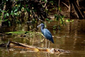 Blue Egret eating a small fish