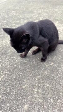 Black cat with big eyes mewing