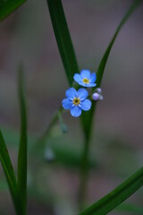 Pale blue flowers on a blurred background.