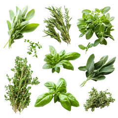 Fototapeta premium Fresh Culinary Herbs Basil Thyme Rosemary Sage Oregano Collection