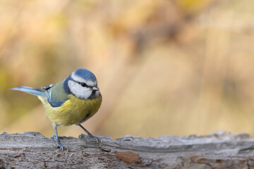 The Eurasian blue tit (Cyanistes caeruleus) is a small passerine bird in the tit family.