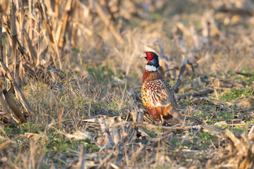 The common pheasant (Phasianus colchicus) is a bird in the pheasant family.