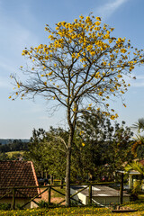 Árvore flores amarelas e céu azul