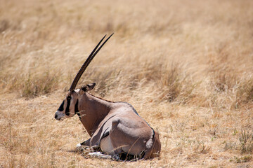 Oryxantelope in the savannah