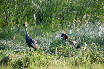Crowns crane in the savannah of Africa