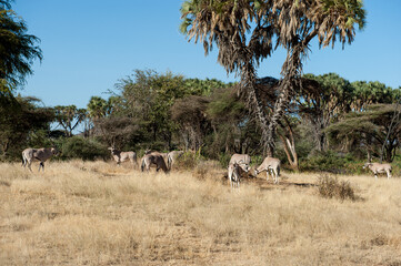 Oryxantelope in the savannah