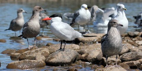 Caspian Tern with Gulls