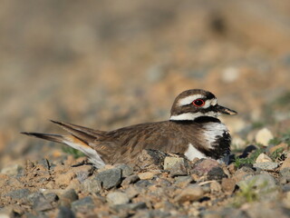 Killdeer Sitting on Nest