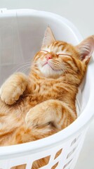Sleeping orange tabby kitten in laundry basket cozy home setting adorable animal photo peaceful atmosphere