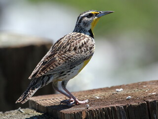 Western Meadowlark