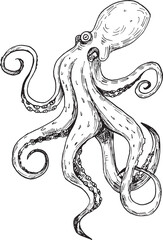 Naklejka premium Detailed Octopus Sketch