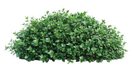 Fototapeta premium Dense Green Shrub.png