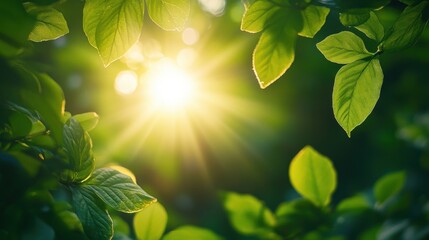 Serene scene of sunlight filtering through a canopy of leaves in a peaceful forest.