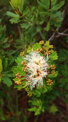 flower in the forest