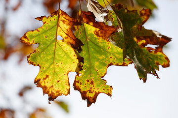 Close-up of three autumn leaves, exhibiting signs of decay and discoloration.  Yellowish-green and brown tones; damaged edges.