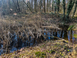 Froschteich im Waldgebiet Jagdhäuser Wald in Baden-Baden