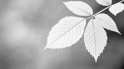 Monochrome close-up of delicate leaves on a branch, showing intricate vein detail against a blurred background.