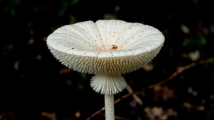 Gleaming white mushroom on forest path showcasing exquisite details of cap and gills