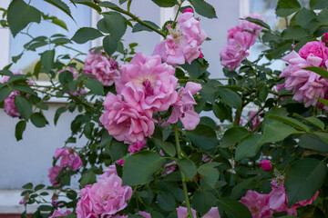 A bush of pink roses in the city garden on a flower bed.