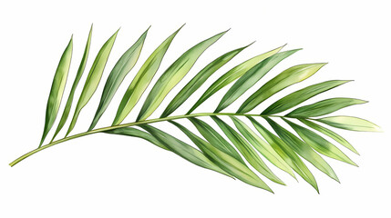 Fototapeta premium Palm tree leaves. Frond. Illustration