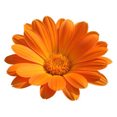 Close-Up of Vibrant Orange Gerbera Daisy isolated on transparent background cutout, Png,