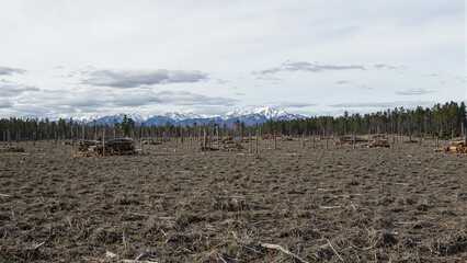 Rural landscape with stacked logs cleared trees and distant mountains