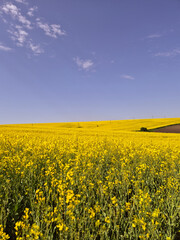 Fototapeta premium rapeseed field