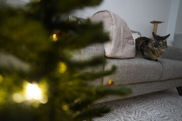 A cute cat standing next to a Christmas tree at home........