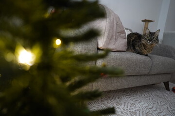 A cute cat standing next to a Christmas tree at home........