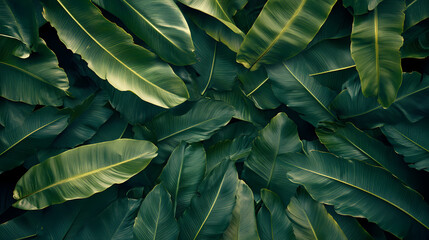 Overlay frame from fresh green jungle palm leaves. Frond. Illustration