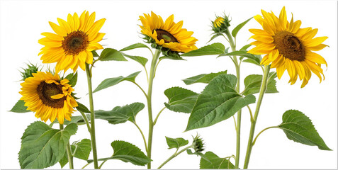 sunflowers isolated on tranparent background,