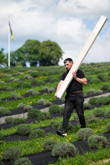 A man carries a wooden board to install a wooden gazebo in a lavender field.