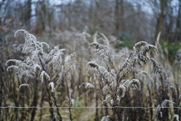 group of  goldenrod flowers (solidago) during wintertime